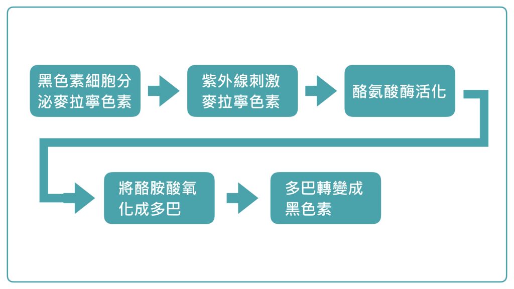 黑色素是如何形成的