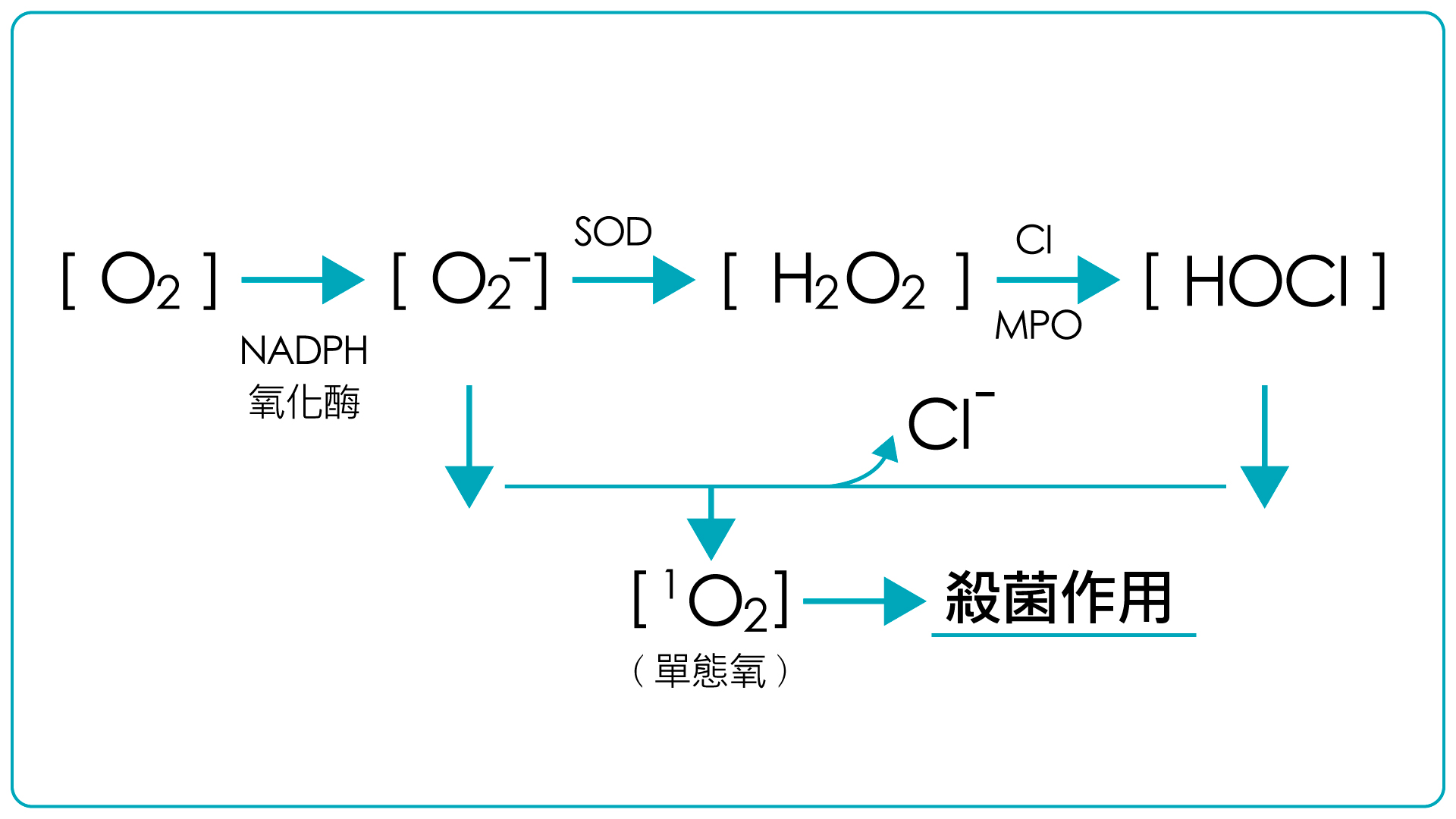 白血球自由基